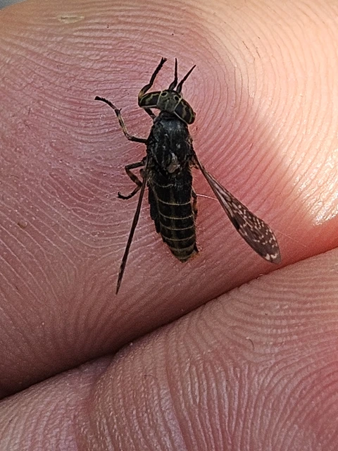 Haematopota