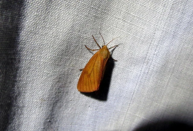 Diacrisia sannio - vörösszélű medvelepke