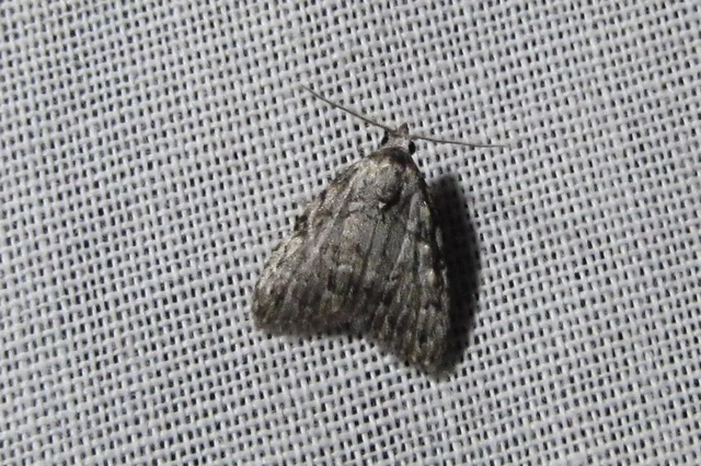 Meganola strigula - hamvas pamacsosszövő