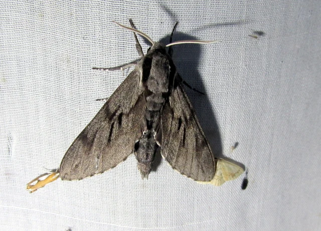 Hyloicus pinastri - fenyőszender