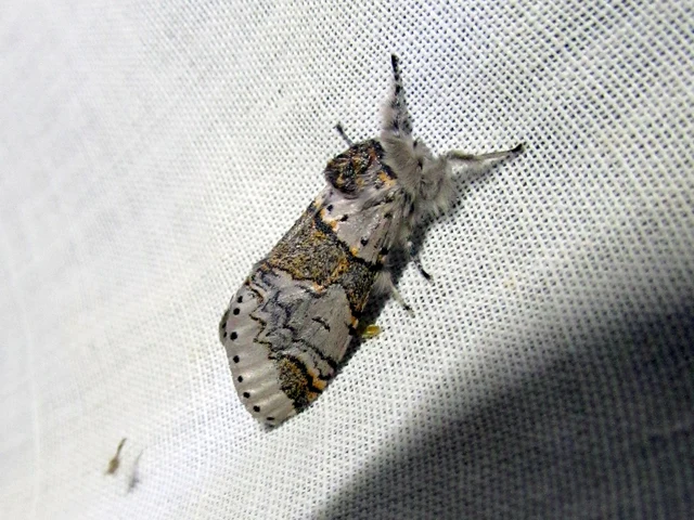 Furcula furcula - szürke púposszövő