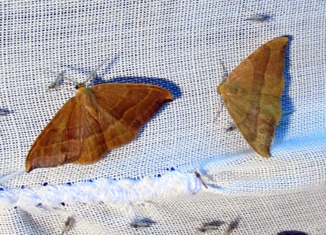 Watsonalla cultraria - bükkfa-sarlósszövő