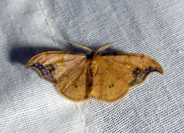 Sabra harpagula - hársfa-sarlósszövő