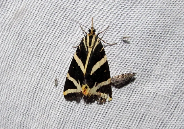 Euplagia quadripunctaria - csíkos medvelepke