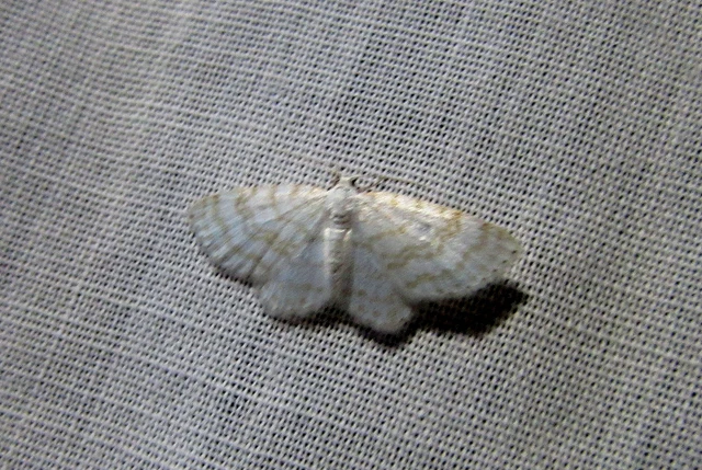 Asthena albulata - gyertyán-fehéraraszoló