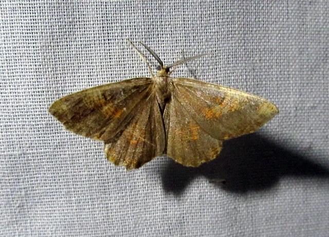 Angerona prunaria - sárga kökényaraszoló