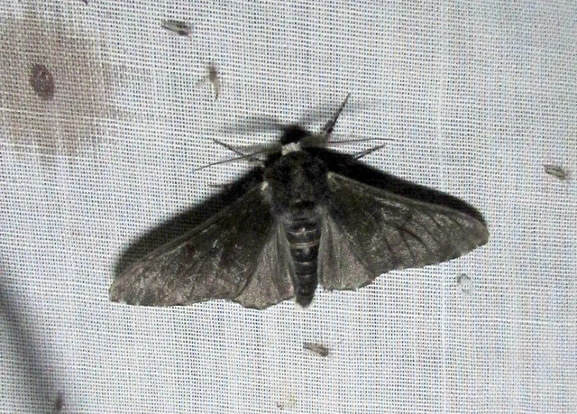 Biston betularia - szürkepettyes araszoló