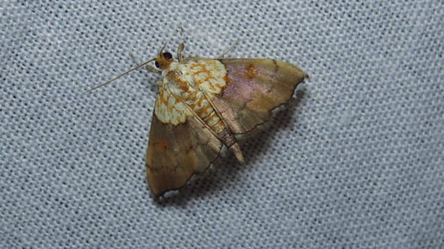Agrotera nemoralis - ligeti tűzmoly