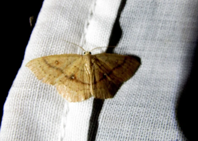 Cyclophora linearia - vonalas pettyesaraszoló