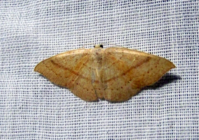 Cyclophora linearia - vonalas pettyesaraszoló