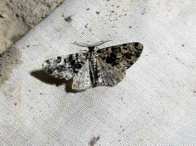 Fagivorina arenaria - bükkfaaraszoló