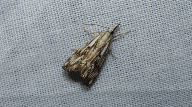 Catoptria falsella - hálós fűgyökérmoly