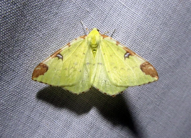 Opisthograptis luteolata - citromsárga araszoló