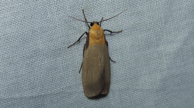 Lithosia quadra - négypettyes zuzmószövő