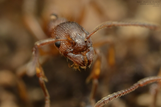Myrmica ruginodis - erdei bütyköshangya