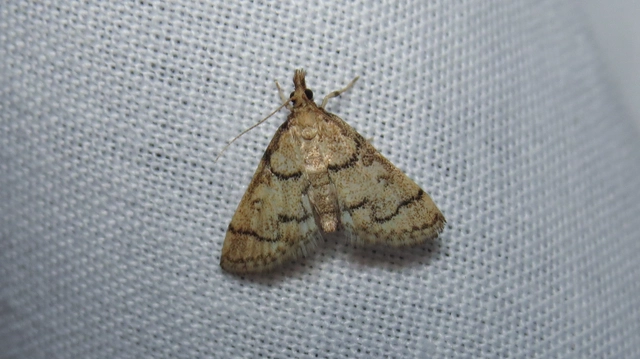 Metasia ophialis - kígyósávos tűzmoly