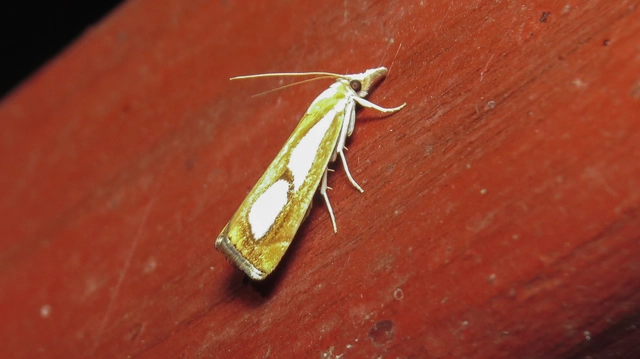 Catoptria