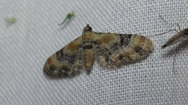 Eupithecia linariata - vonalas törpearaszoló