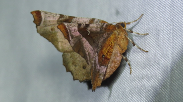 Selenia tetralunaria - négyfoltos holdasaraszoló