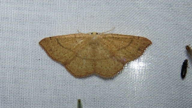 Cyclophora ruficiliaria - vörösrojtú pettyesaraszoló