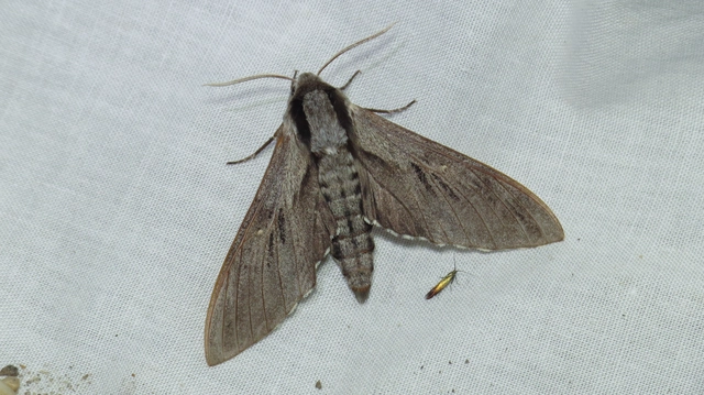 Hyloicus pinastri - fenyőszender