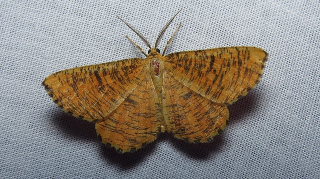 Angerona prunaria - sárga kökényaraszoló