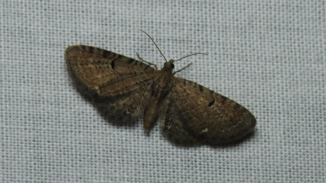 Eupithecia absinthiata - üröm-törpearaszoló