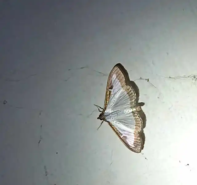 Cydalima perspectalis - puszpáng-tűzmoly