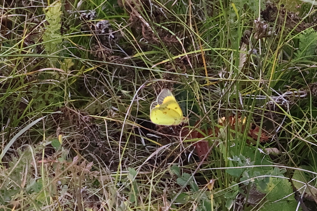 Colias chrysotheme - dolomit-kéneslepke