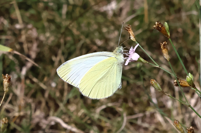 Pieris ergane - sziklai fehérlepke