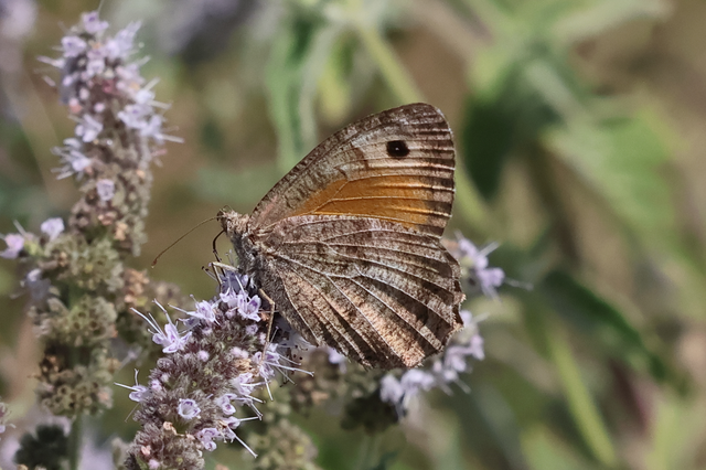 Arethusana arethusa - közönséges szemeslepke