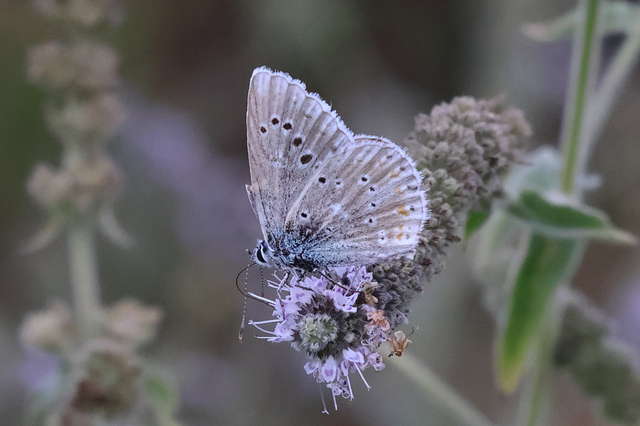 Polyommatus dorylas - fénylő boglárka
