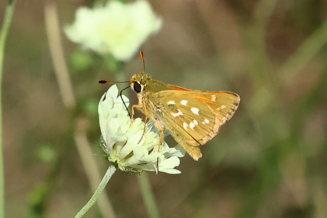 Hesperia comma - vesszős busalepke