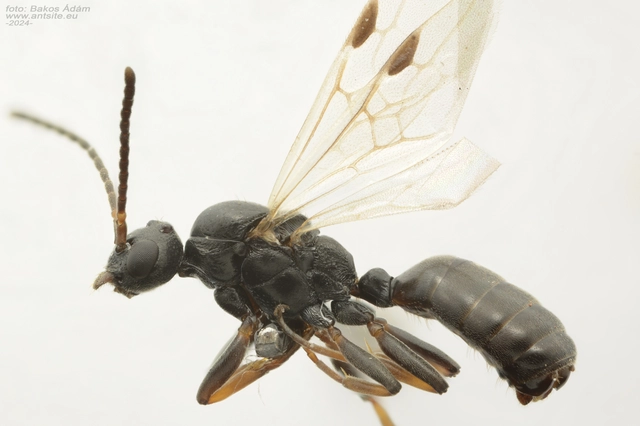 Dolichoderus quadripunctatus - négypettyes erdeihangya