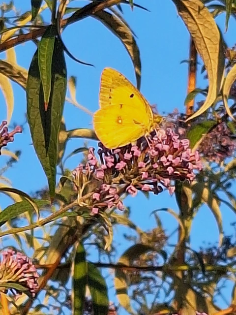 Colias erate - csángó-kéneslepke