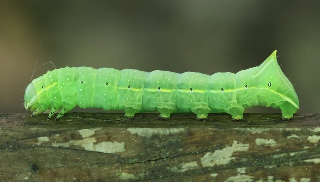 Amphipyra pyramidea - fahéjszínű bagoly