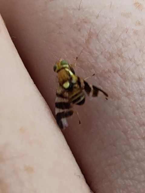 Tephritidae - fúrólégyfélék