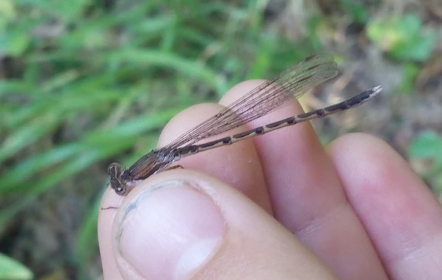 Sympecma fusca - téli rablószitakötő