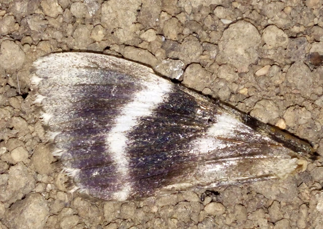 Catocala sponsa/dilecta