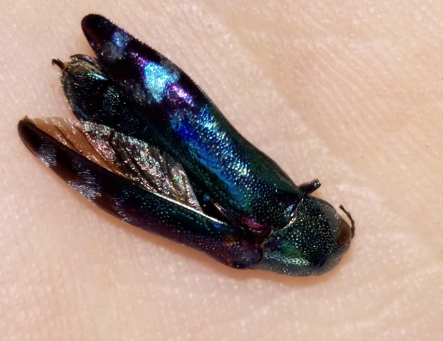 Coraebus fasciatus - szalagos díszbogár Coraebus fasciatus - szalagos díszbogár