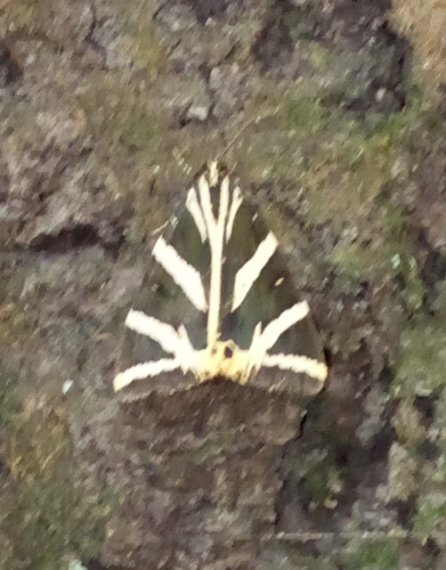 Euplagia quadripunctaria - csíkos medvelepke