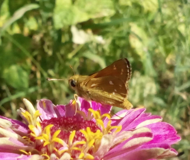 Hesperia comma - vesszős busalepke