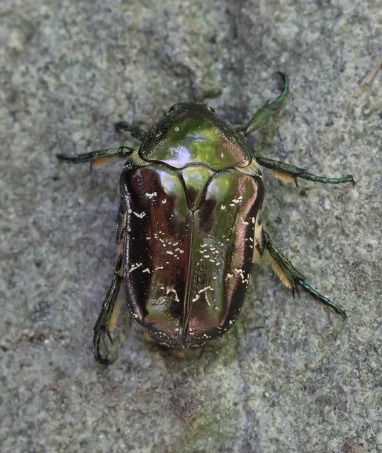 Protaetia marmorata - márványos virágbogár