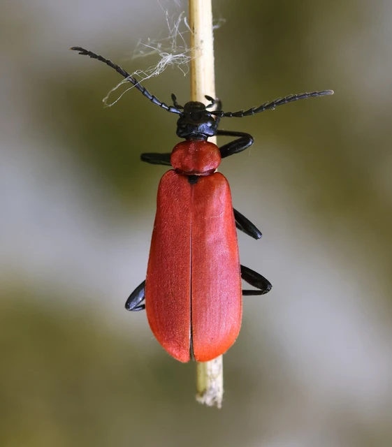 Pyrochroa coccinea - nagy bíborbogár