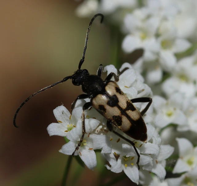 Pachytodes erraticus - rajzos virágcincér