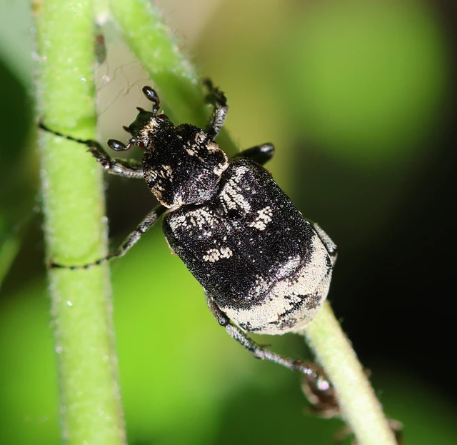 Valgus hemipterus - suta virágbogár