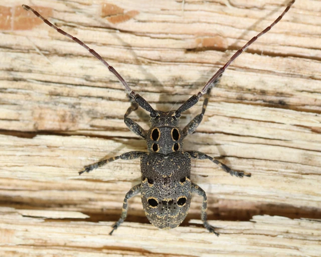 Mesosa curculionoides - szemfoltos cincér Mesosa curculionoides - szemfoltos cincér