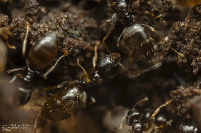 Plagiolepis pygmaea - lapos törpehangya