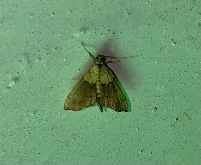 Agrotera nemoralis - ligeti tűzmoly