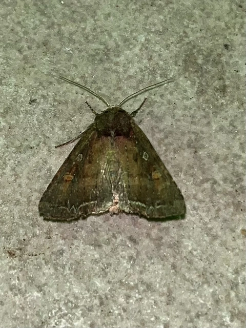 Lacanobia oleracea - saláta-kertibagoly